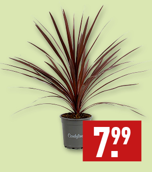 Cordyline