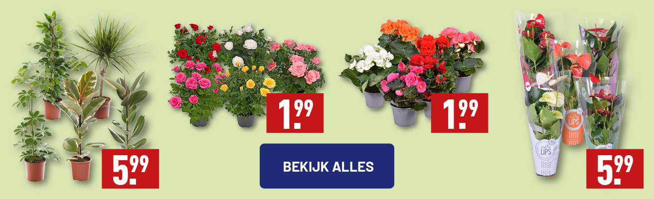 Bloemen en planten