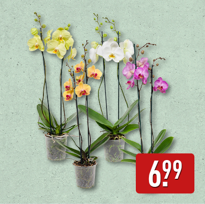 2-taks orchidee