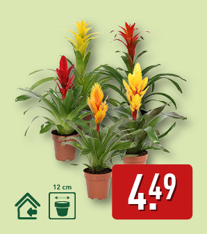 Bromelia