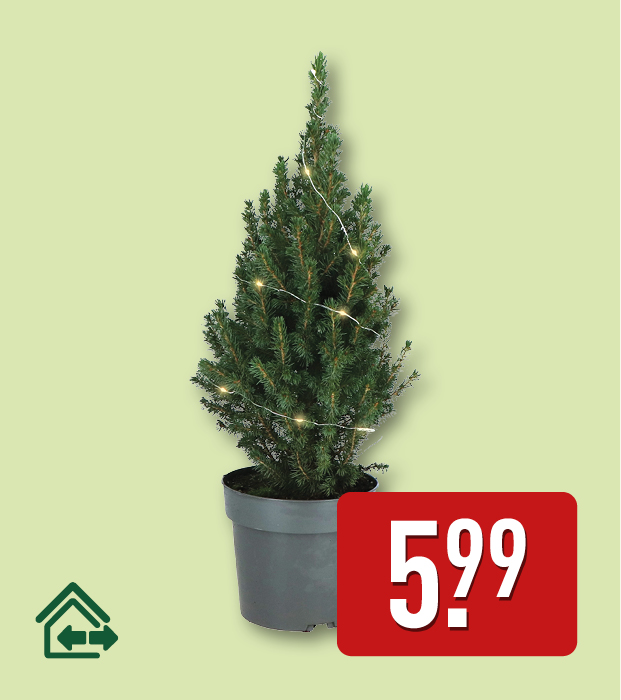 Dwergspar met led-verlichting