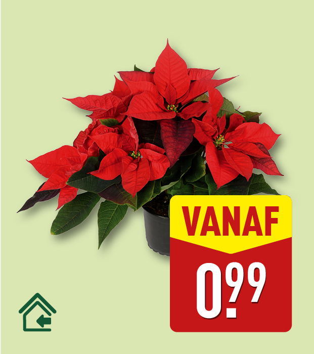 Poinsettia