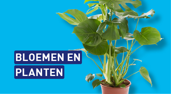 Bloemen en planten