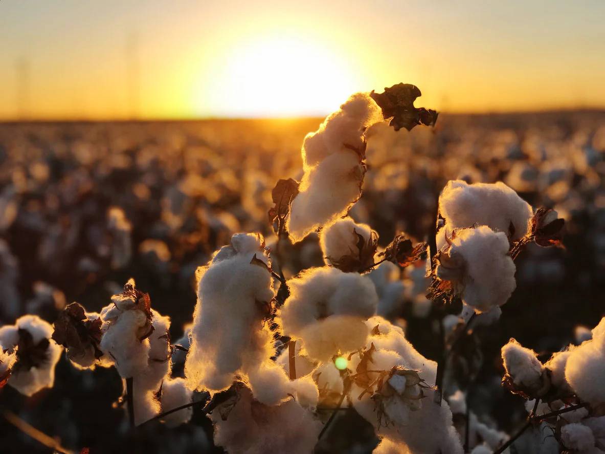 Why regenerative cotton matters