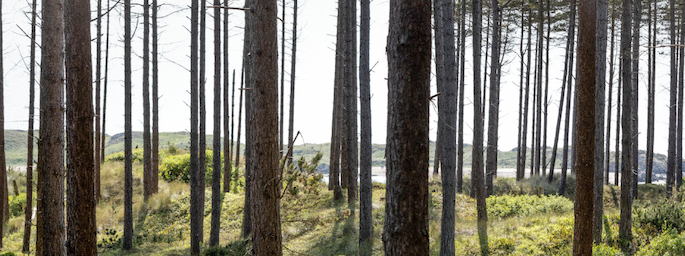 Shop Camino Al Apex1 Flat Bar