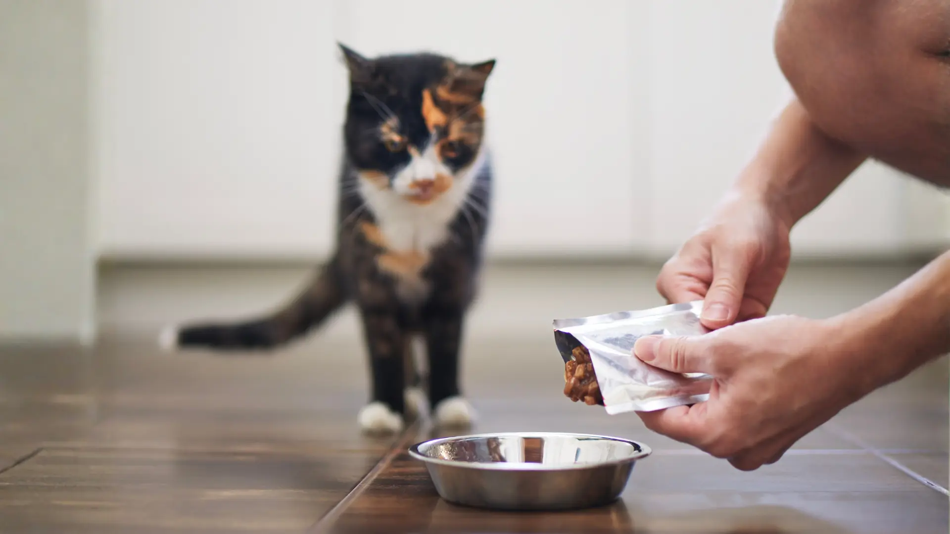 Nejhorší kapsičky pro kočky: Podívali jsme se na zoubek 3 známým značkám, některé obsahují jen 14 % masa
