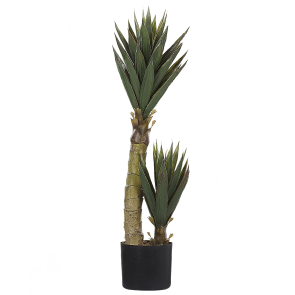 YUCCA