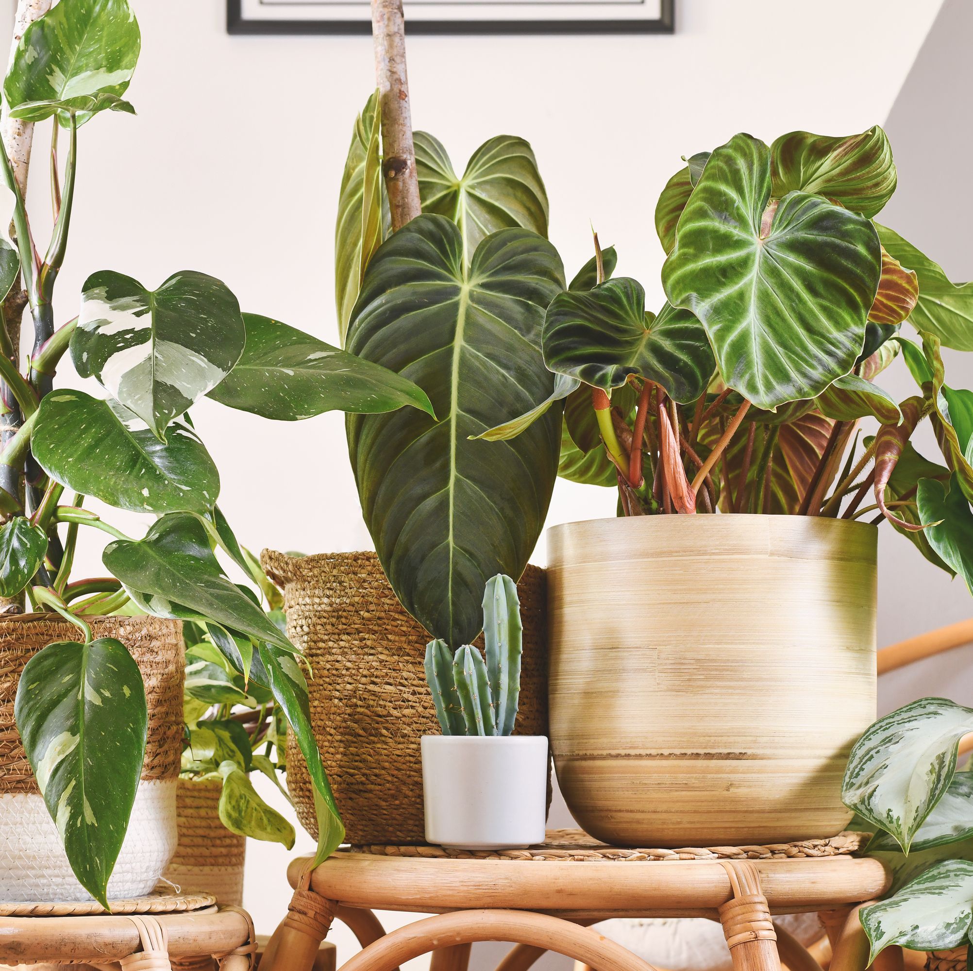 Unfortunately, Houseplants Don't Actually Purify the Air