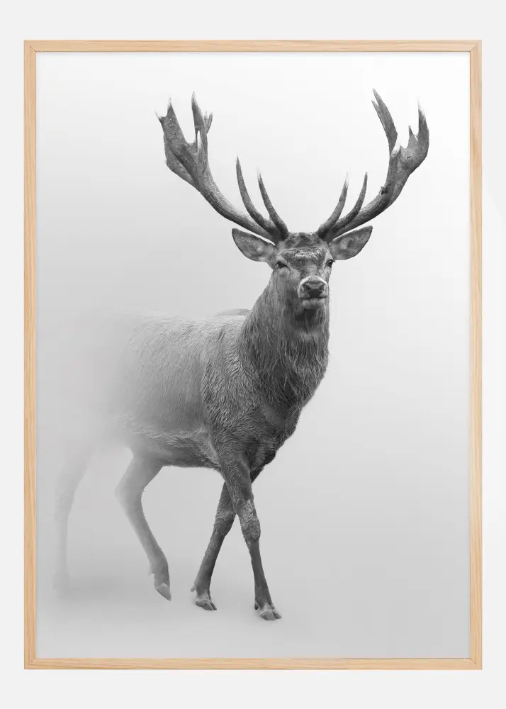  Black and white Red deer Poster