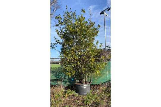 On Instruction of Tendercare - Established…