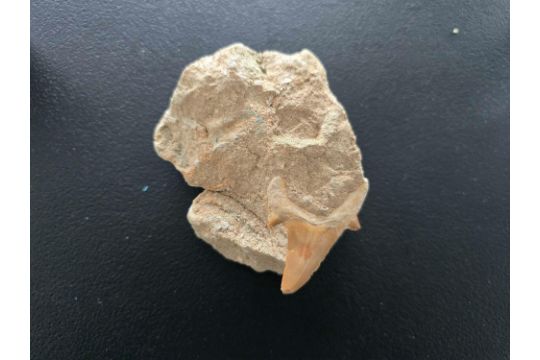 Sharktooth Fossil