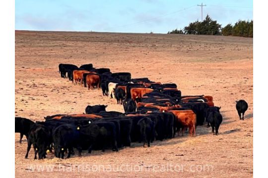 10 AI Bred Heifers