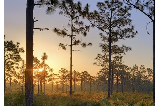 Florida Lot Near Babcock Ranch Preserve!