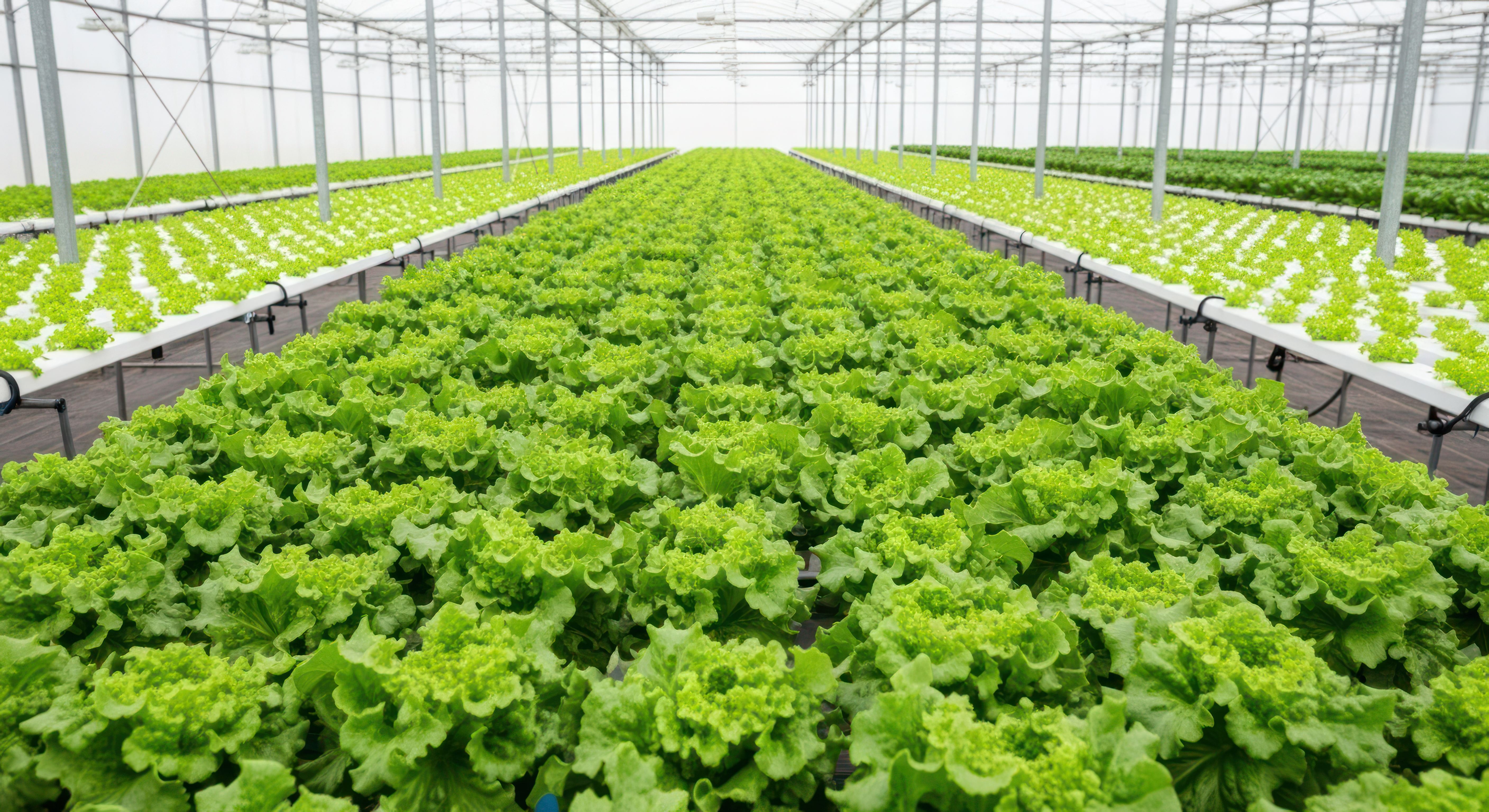 500,000 SF Late Model Fresh Produce Packaging & Greenhouse Grow Facilty: Vertical Baggers, Sclaes, Tray & Clamshell Lines, All Grow Operation Eq