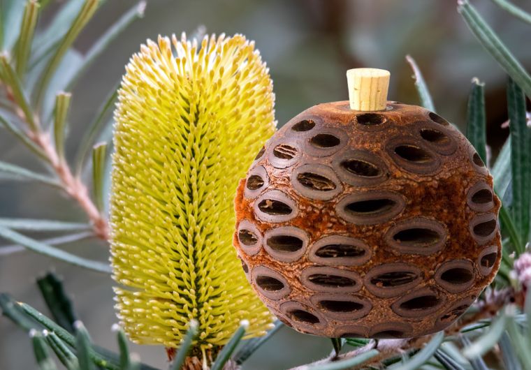 Banksia Aroma Pod