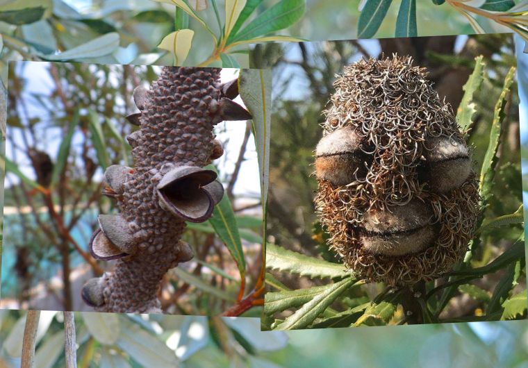 Banksia pods