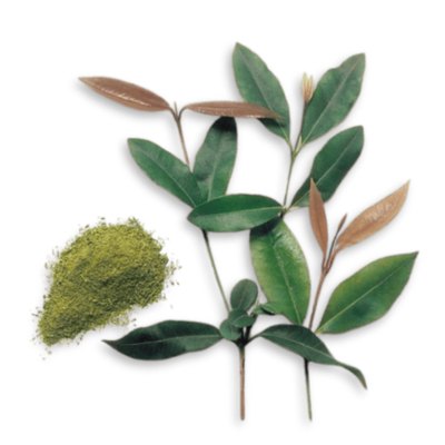 Shop Lemon Myrtle