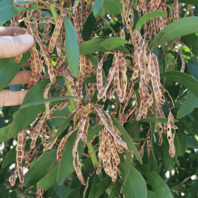 Shop roasted wattleseed