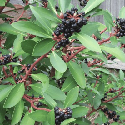 Shop ground pepperleaf