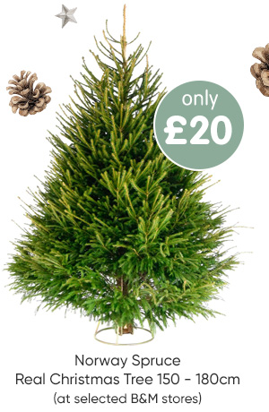 Norway Spruce Real Christmas Tree 150 - 180cm