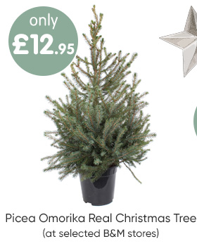 Picea Omorika Real Christmas Tree