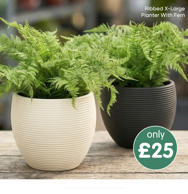 Ribbed X-Large Planter With Fern - Various Colours Available
