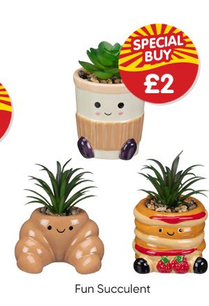 Fun Succulent - Various Designs Available