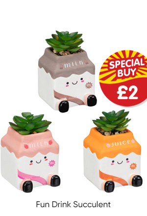 Fun Drink Succulent - Various Designs Available