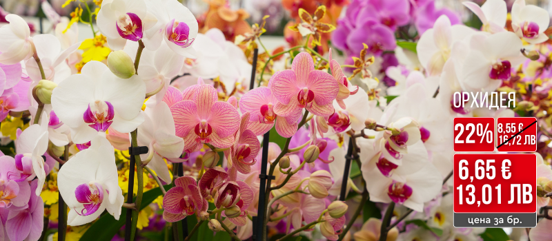 Орхидея