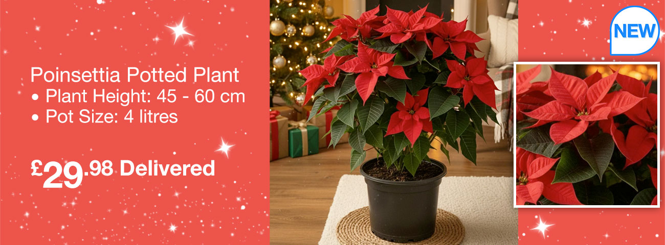 poinsettia potted plant