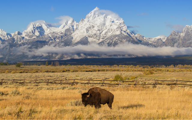 Wyoming USA grassy plains with buffalo