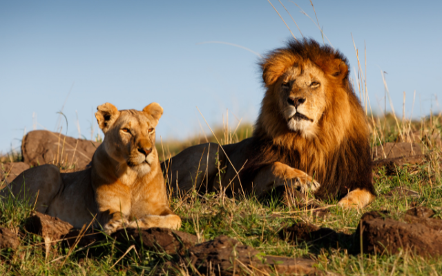 Lioness and Lion in Kenya