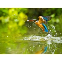 3 dagen Biesbosch incl. diner