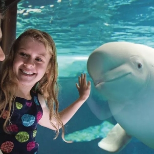 闪购：Sea World 海洋世界 / 芝麻街等 乐园门票