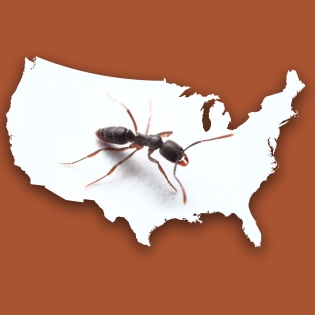 全美20多州已中招！“剧毒针蚁”悄悄扩散：刺穿衣服、严重可致命！