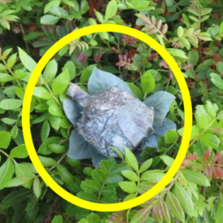 家人们快检查院子，小心隐藏摄像头