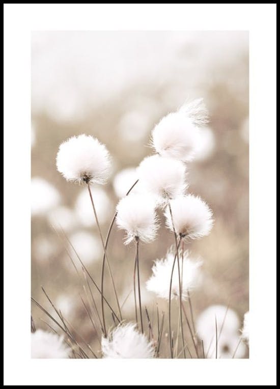 Cottongrass Poster