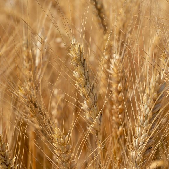 Campo de cebada en una granja de Dyson.