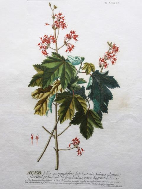 Ehret & Trew - Acer from Plantae Selectae 1750.