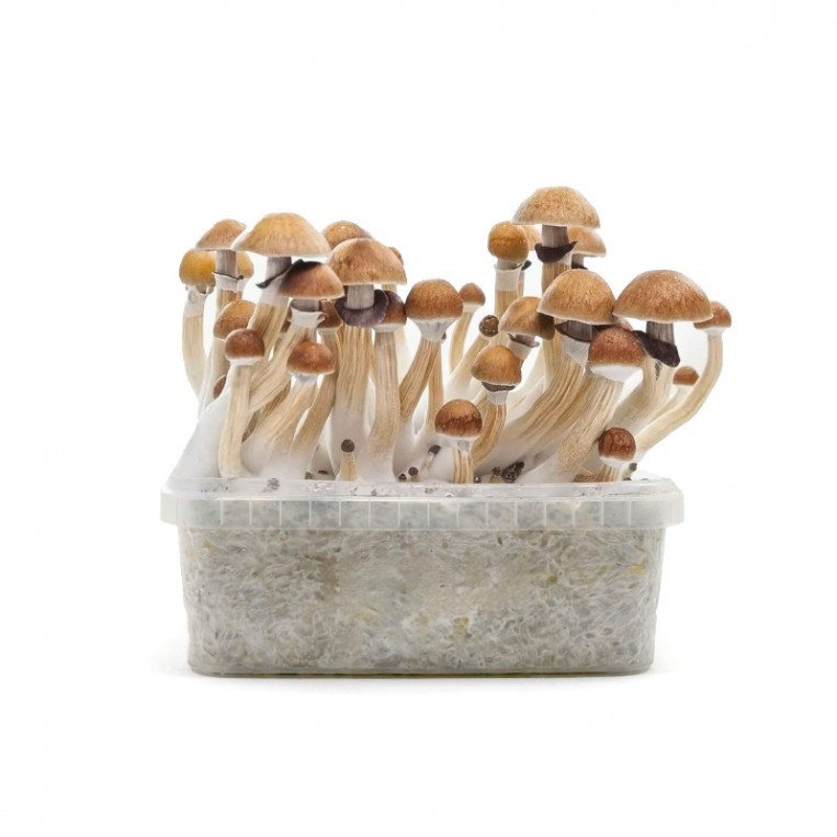 Pan de Setas McKennaii