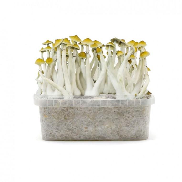 Pan de Setas Mexicanas