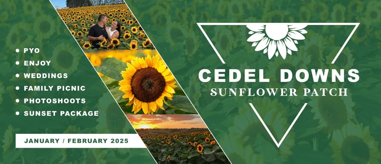 Cedel Downs Sunflower Patch