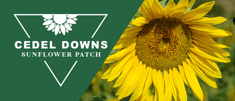 Cedel Downs Sunflower Patch