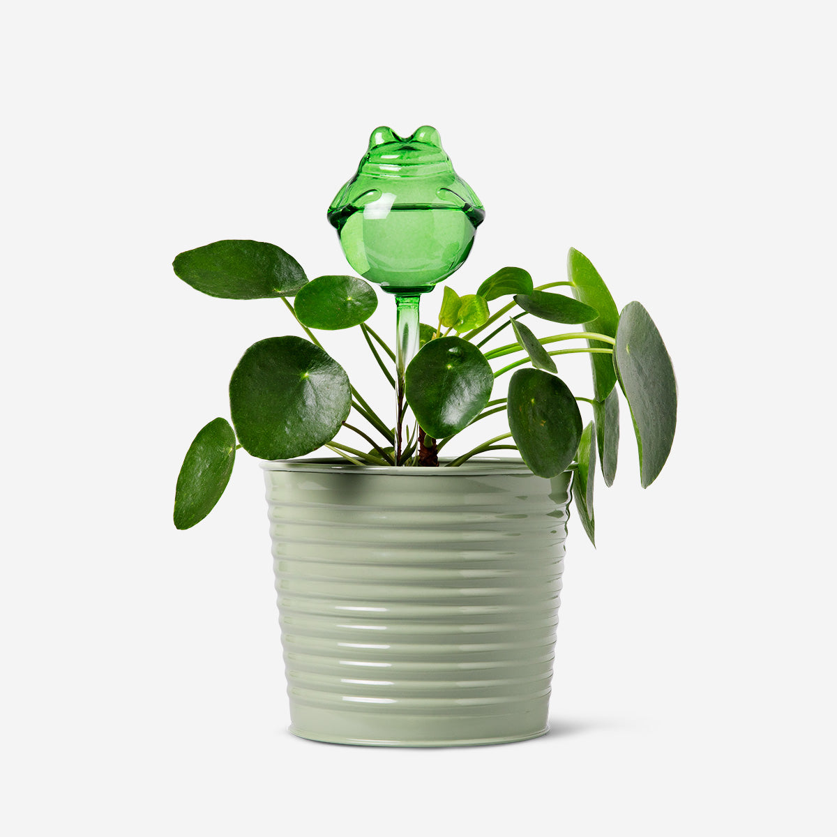 Image of Frog self watering spike