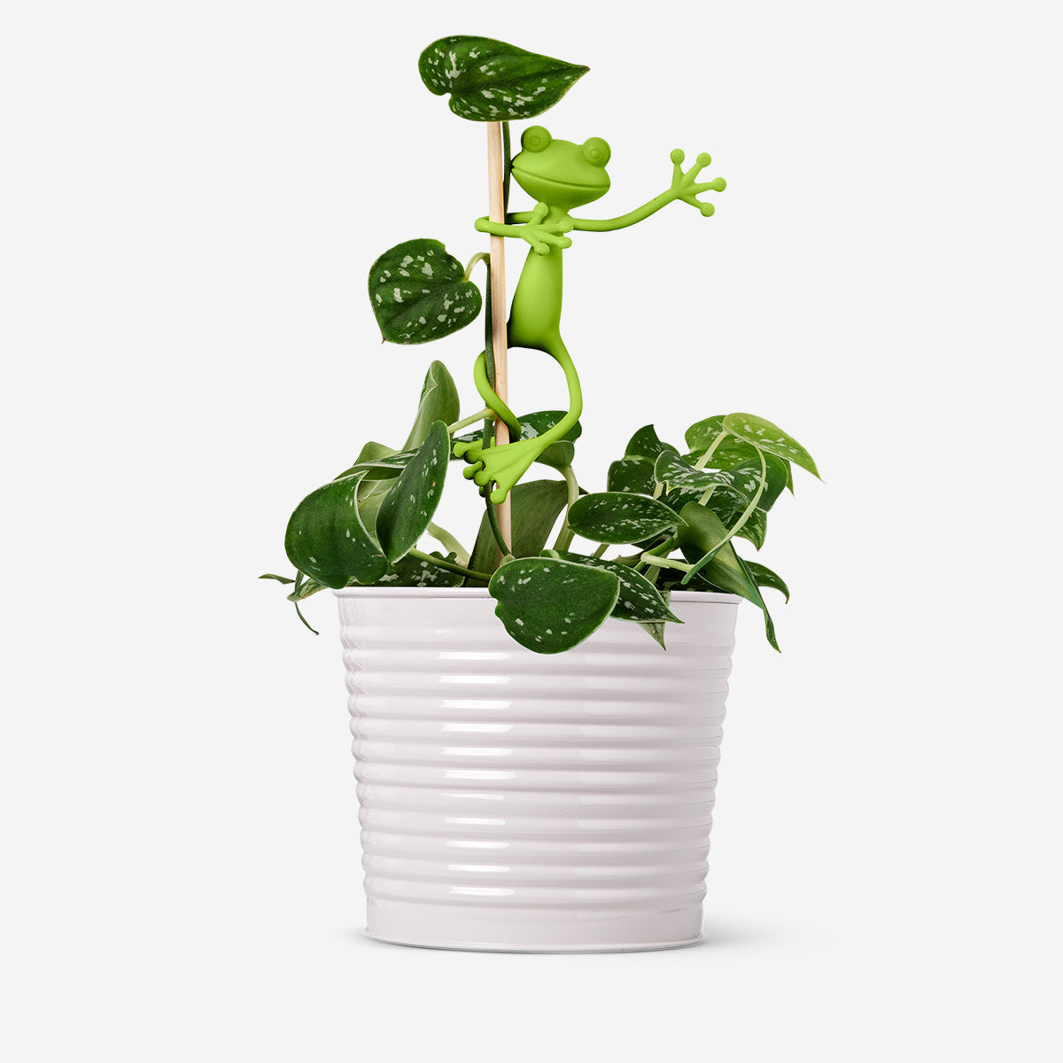 Image of Frog plant supports - 2 pcs