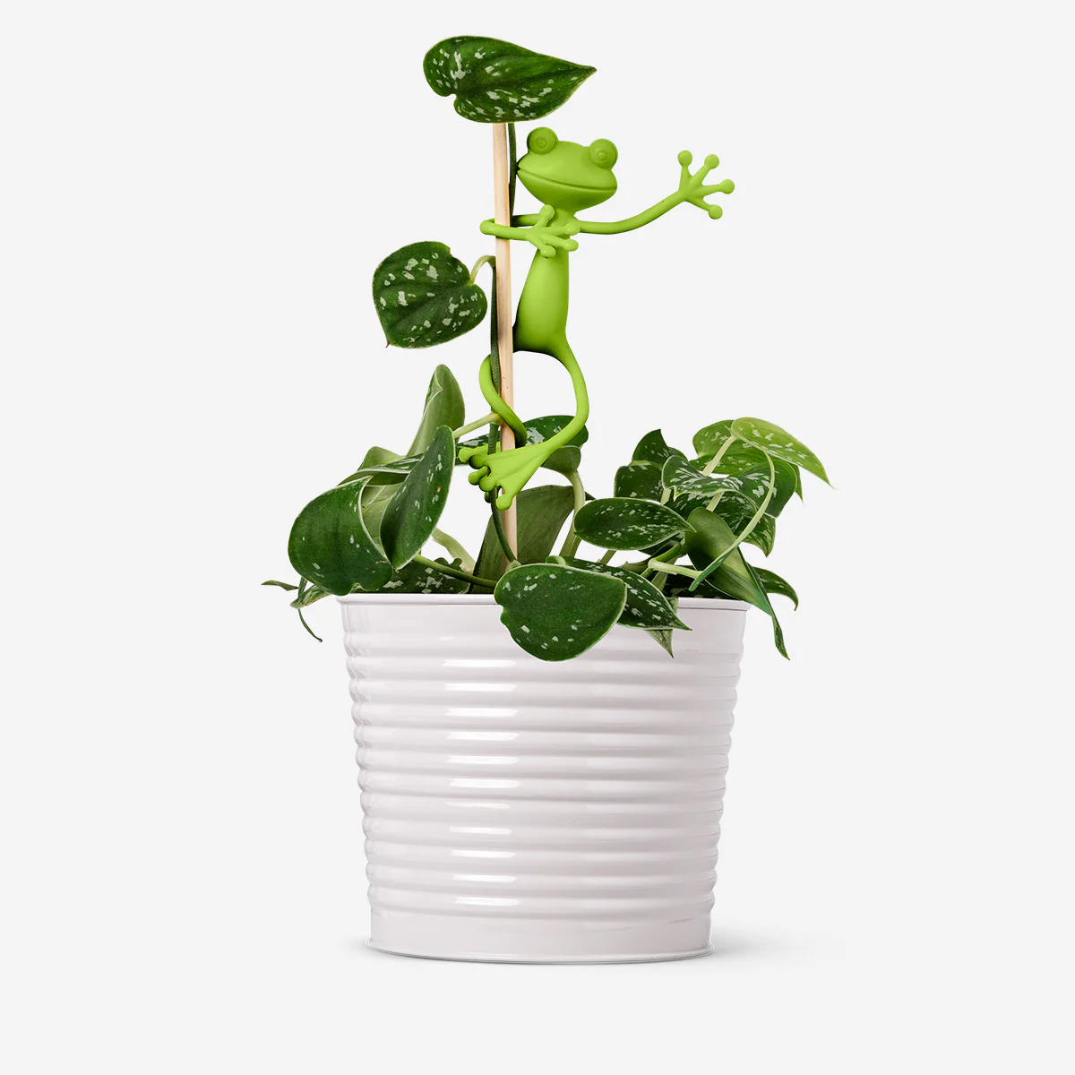 Frog plant supports
