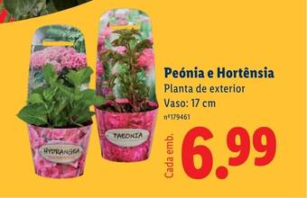 Peónia e Hortênsia Planta de exterior Vaso: 17 cm
