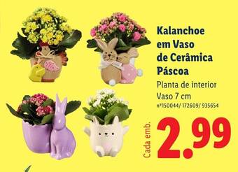 Kalanchoe em Vaso de Cerâmica Páscoa
