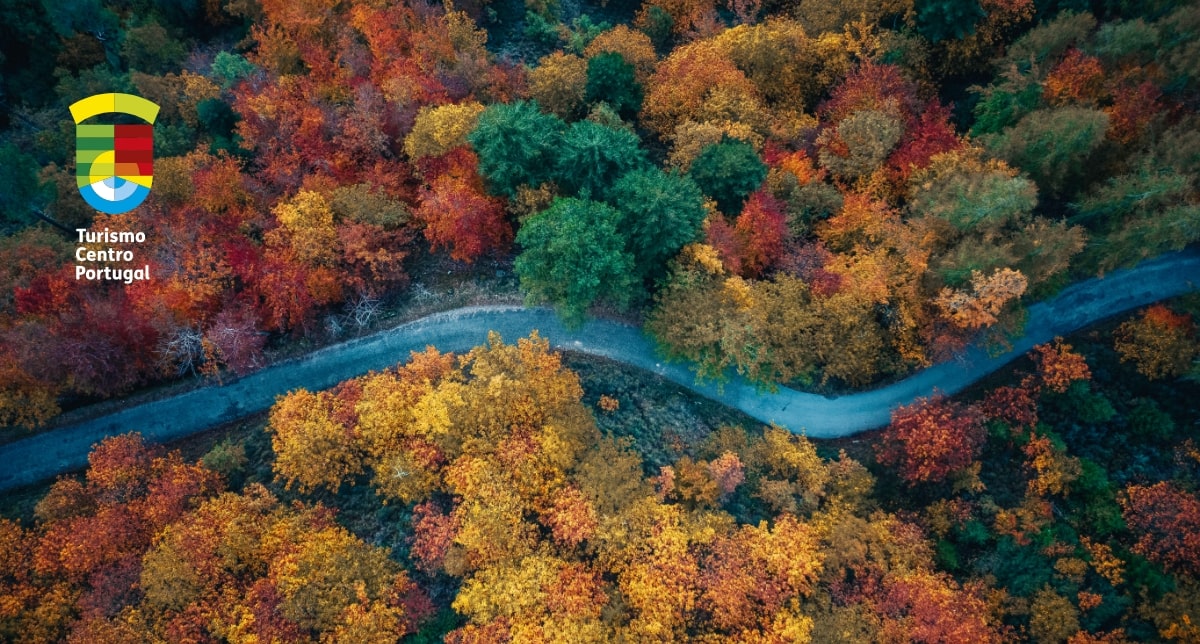 Turismo Centro de Portugal | Paisagem de outono, composta por uma estrada e várias árvores ao seu redor, com folhas vermelhas, amarelas, laranjas e verdes