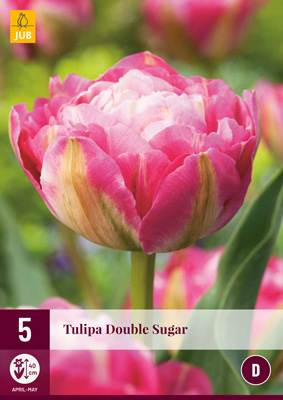 Virághagyma Tulipán Double Sugar 5 db JUB